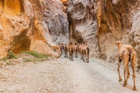 Camels in Wadi Lajab canyon, Saudi Arabia