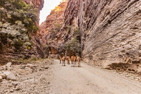 Photo for Camels in Wadi Lajab canyon, Saudi Arabia - Royalty Free Image