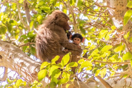 Foto de Hamadryas Baboon (Papio hamadryas) en un árbol cerca de Ti Ain (Dhi Ayn) aldea, Arabia Saudita - Imagen libre de derechos