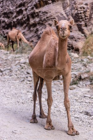 Kamele im Wadi Lajab Canyon, Saudi Arabien