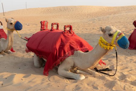 Photo for Camel waiting for a tourist ride in a desert of United Arab Emirates - Royalty Free Image
