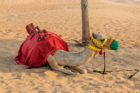 Foto de Camello esperando un paseo turístico en un desierto de Emiratos Árabes Unidos - Imagen libre de derechos