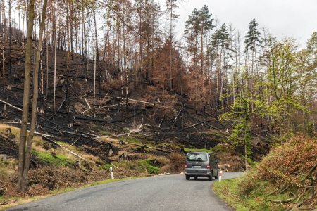 Foto de CESKE SVYCARSKO, REPÚBLICA CHECA - 11 DE SEPTIEMBRE DE 2022: Bosque quemado después del incendio forestal de 2022 en el Parque Nacional de la Suiza Checa, República Checa - Imagen libre de derechos