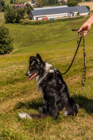 Foto de Collie raza perro en un prado cerca de Letohrad, República Checa - Imagen libre de derechos