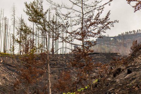 Photo for Burned forest around Pravcicka brana rock formation after the 2022 wildfire in the Czech Switzerland National Park, Czech Republic - Royalty Free Image