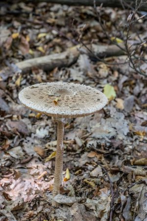 Macrolepiota procera (parasol mushroom) in a forest, Czech Republic