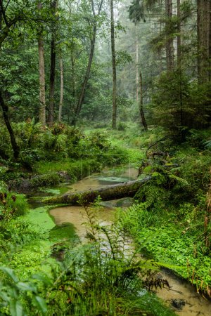 Foto de Jetrichovicka Bela arroyo en el Parque Nacional de la Suiza Checa, República Checa - Imagen libre de derechos