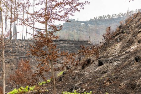 Foto de Bosque quemado alrededor de la formación de rocas Pravcicka brana después del incendio forestal de 2022 en el Parque Nacional de la Suiza Checa, República Checa - Imagen libre de derechos
