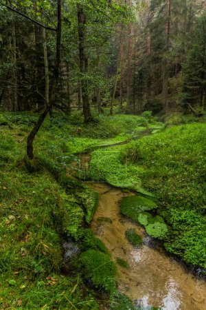 Téléchargez les photos : Ruisseau Jetrichovicka Bela dans le parc national de la Suisse tchèque, République tchèque - en image libre de droit