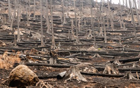Foto de Bosque quemado después del incendio forestal de 2022 en el Parque Nacional de la Suiza Checa, República Checa - Imagen libre de derechos