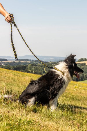 Téléchargez les photos : Collie chien de race sur une prairie - en image libre de droit
