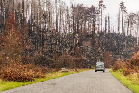 Téléchargez les photos : Forêt brûlée après les feux de forêt de 2022 dans le Parc national de la Suisse tchèque, République tchèque - en image libre de droit