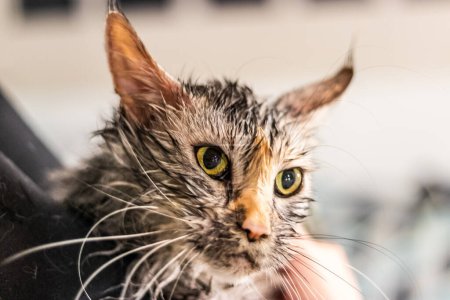 Foto de Joven maine coon gato después de su baño - Imagen libre de derechos