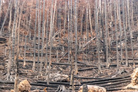 Photo for Burned forest after the 2022 wildfire in the Czech Switzerland National Park, Czech Republic - Royalty Free Image