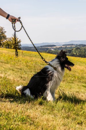 Foto de Collie raza perro en un prado - Imagen libre de derechos