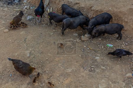 Photo for Pigs and chicken in Namkhon village near Luang Namtha town, Laos - Royalty Free Image