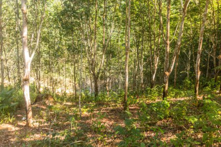 Téléchargez les photos : Plantation d'arbres en caoutchouc près de Luang Namtha, Laos - en image libre de droit