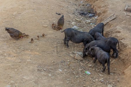 Foto de Cerdos y pollo en Namkhon pueblo cerca de Luang Namtha ciudad, Laos - Imagen libre de derechos