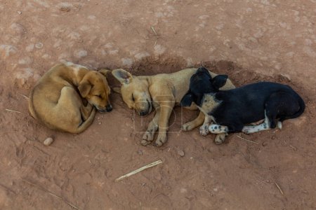 Photo for Sleeping dogs in Lakkham-Mai village near Luang Namtha, Laos - Royalty Free Image