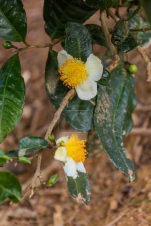 Foto de Flores de una planta de té cerca de Phongsali, Laos - Imagen libre de derechos