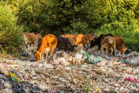 Photo for Cows in a heap of trash near Muang Ngoi Neua village, Laos. - Royalty Free Image