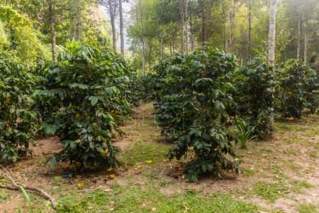 Coffee plantation near Muang Ngoi Neua village, Laos