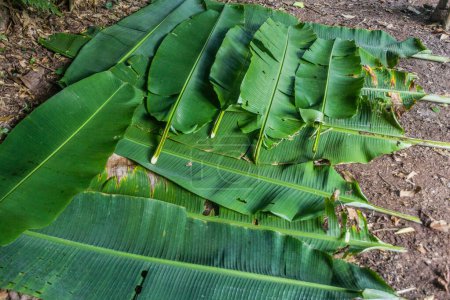 Téléchargez les photos : Feuilles de banane sur le sol servant de nattes de couchage dans un abri à Nam Ha National Protected Area, Laos - en image libre de droit