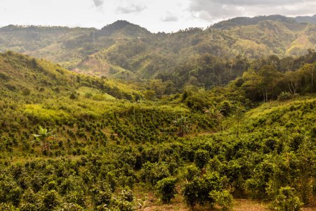 Téléchargez les photos : Plantations de thé près du village de Samarkisay dans la province de Phongsali, Laos - en image libre de droit