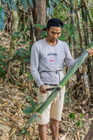 Foto de NAM HA, LAOS - 15 DE NOVIEMBRE DE 2019: Guía local de corte de bambú en el bosque del Área Nacional Protegida de Nam Ha, Laos - Imagen libre de derechos