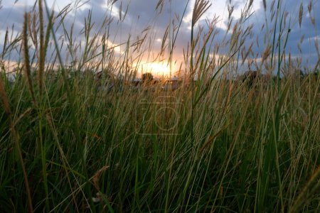 Photo for Grass flower with sunset evening light background - Royalty Free Image