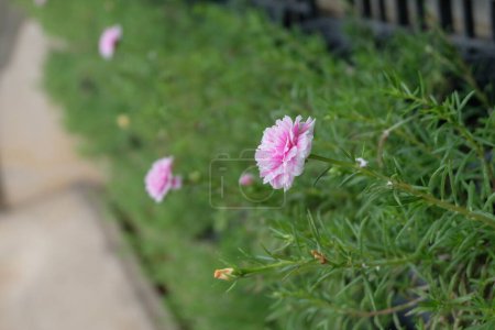 Photo for Portulaca Grandiflora flower colorful flowers garden blooming in black plastic pots hanging - Royalty Free Image