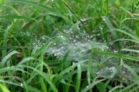 Photo for Water drops on the green grass close up - Royalty Free Image