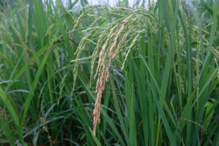 Photo for Close up of paddy rice - Royalty Free Image