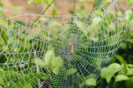Photo for Spider web between leaves in the early morning - Royalty Free Image