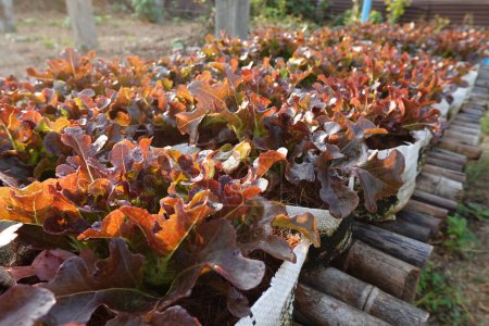 Photo for Fresh organic red oak lettuce growing on a natural farm. - Royalty Free Image