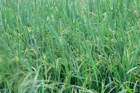 Photo for Close up of paddy rice - Royalty Free Image