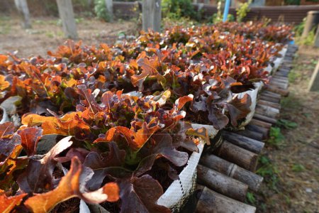 Photo for Fresh organic red oak lettuce growing on a natural farm. - Royalty Free Image