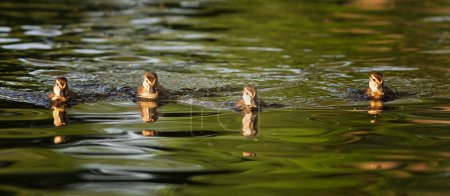 Téléchargez les photos : Troupeau de colverts nageant ensemble sur un étang (Anas platyrhynchos) - en image libre de droit