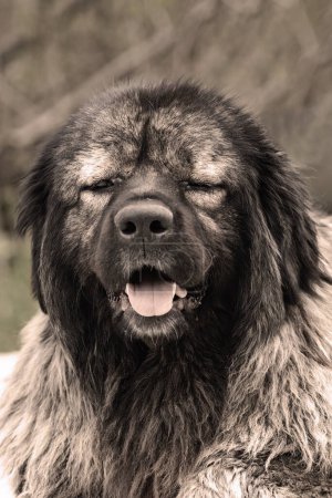 Photo for Portrait of huge caucasian shepherd dog, big guardian dog - Royalty Free Image