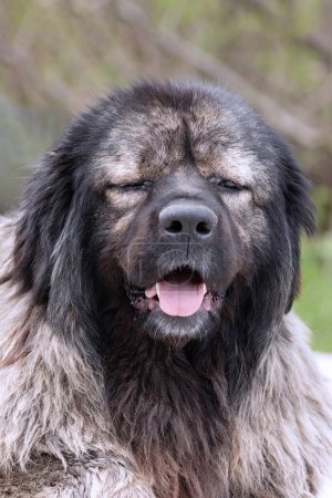 Photo for Portrait of a huge caucasian shepherd dog, a dangerous animal for strangers - Royalty Free Image