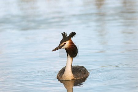Téléchargez les photos : Grand grèbe huppé nageant sur l'étang, oiseau sauvage dans l'habitat naturel (Podiceps cristatus) - en image libre de droit