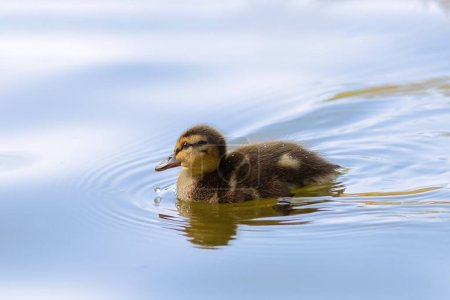 Téléchargez les photos : Canard colvert jeune oiseau nageant sur le lac (Anas platyrhynchos ) - en image libre de droit