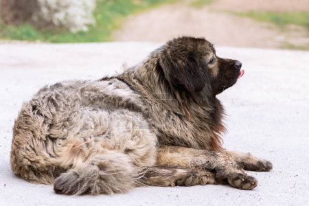 Photo for Huge dangerous guard dog closeup, the caucasian shepherd - Royalty Free Image