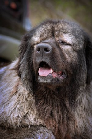 Photo for Portrait of huge guardian dog, the dangerous caucasian shepherd - Royalty Free Image