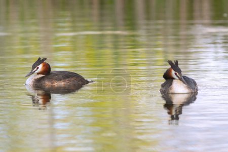 Téléchargez les photos : Couple d'oiseaux d'eau sauvage, Podiceps cristatus ou le grand grèbe huppé - en image libre de droit