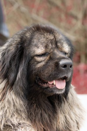 Photo for Portrait of huge caucasian guard shepherd, a dangerous breed for strangers - Royalty Free Image