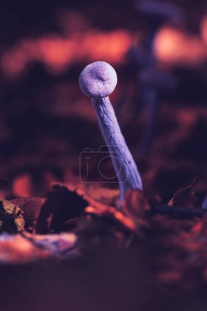 Photo for Amethyst deceiver in beautiful light, this specie of fungus is growing in evergreen forests in autumn season (Laccaria amethystina) - Royalty Free Image