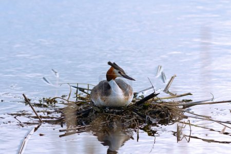 Photo for Great crested grebe on nest (Podiceps cristatus); this specie of water bird makes a floating nest on ponds and lakes - Royalty Free Image