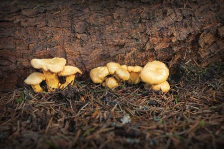 Photo for Chanterelle mushroom growing in spruce forest, their natural habitat (Cantharellus cibarius) - Royalty Free Image