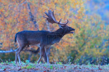 Photo for Roaring fallow deer stag (Dama dama) in natural habitat - Royalty Free Image
